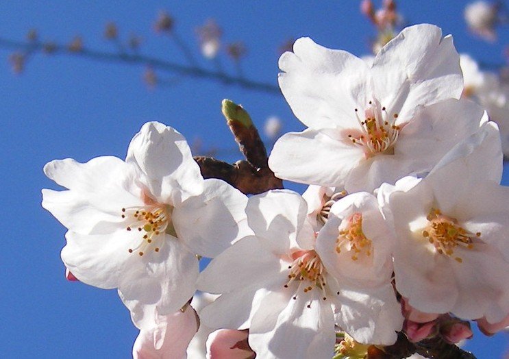 Sakura Uitvaartverzorging
